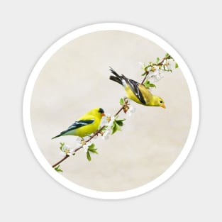 American Goldfinches on Cherry Tree Magnet